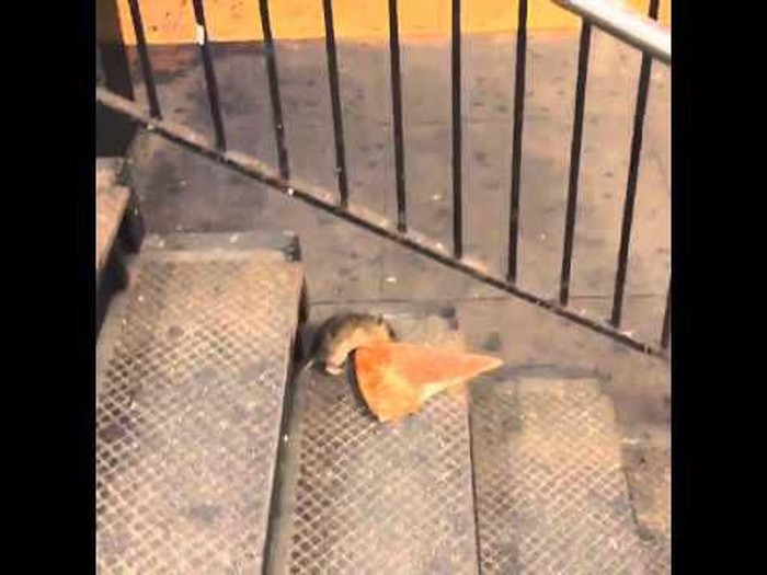 tikus mencuri makanan