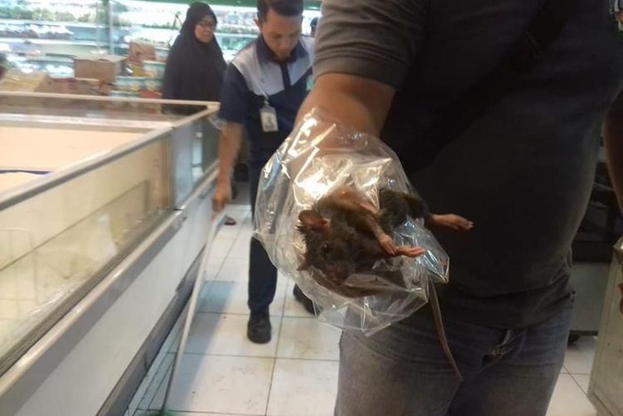 tikus mencuri makanan