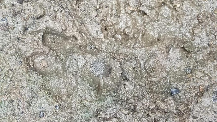 Jejak kucing hutan yang membuat heboh karena diduga jejak harimau (dok Pemkab Musi Banyuasin)