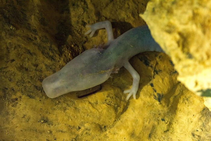 Salamander Salamander