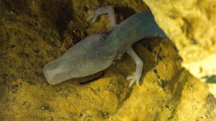Salamander