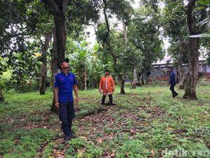 Seekor Kera Besar Teror Warga Kota Mojokerto dalam Sebulan