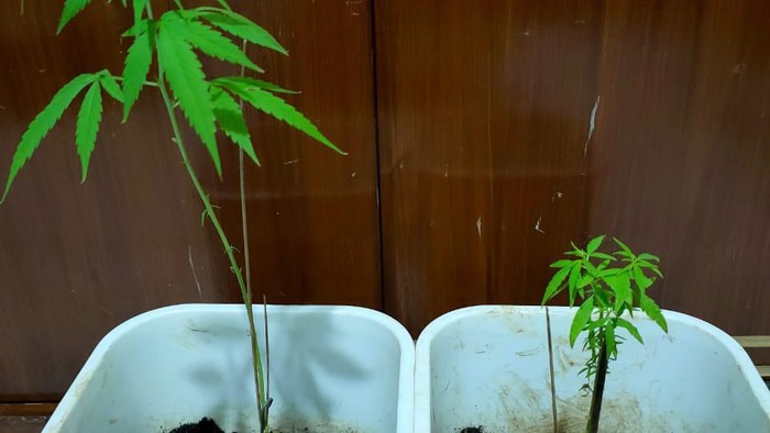 Tanam Ganja di Rumah, Seorang Pria di Pamulang Ditangkap Polisi