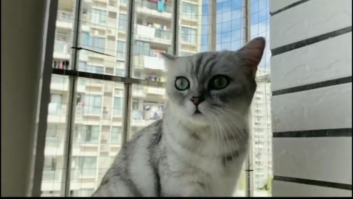 Chef kucing RubyEJ Chef kucing RubyEJ