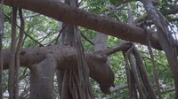Ya, hanya ada satu pohon yang menjadi anggota hutan. Berjenis Ficus benghalensis, pohon tersebut diberi nama Thimmamma Marrimanu. Nama ini juga menjadi sebutan bagi hutan unik tersebut (BBC)