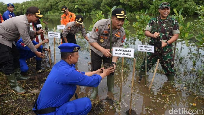 polresta banyuwangi tanam mangrove