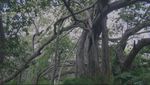 Foto: Pohon Beringin Sakral Tanda Kesuburan