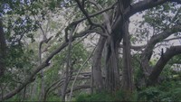 Provinsi Andhra Pradesh di India memiliki sebuah hutan yang unik. Hutan tersebut memiliki luas 20.234 meter persegi dengan jumlah satu pohon (BBC)