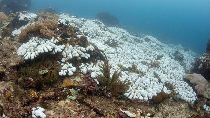 Hard corals bleaching due to high water temperature