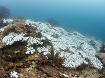 Laut Thailand Mendidih, Terumbu Karang Alami Bleaching