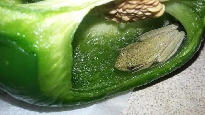 Katak Hidup