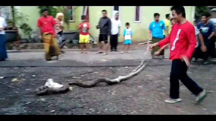 Warga Cilegon Temukan Ular Sanca 6 Meter