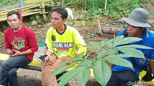 Meski Harganya Mahal, Petani Porang di Gunung Pandan Tak Khawatir Bibit Dicuri