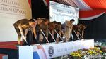Melihat Lokasi Museum Galeri dan Seni SBY*ANI di Pacitan