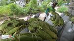 Musim Panen Jagung yang Melimpah di Sigi