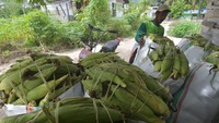 Petani mengemas jagung manis ke dalam karung usai dipetik pada kebun mereka di Kabupaten Sigi, Sulawesi Tengah, Sabtu (22/2/2020).