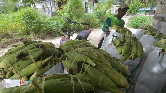 Petani mengemas jagung manis ke dalam karung usai dipetik pada kebun mereka di Kabupaten Sigi, Sulawesi Tengah, Sabtu (22/2/2020). Sebagian petani di Kabupaten Sigi mulai memanen tanaman jagung mereka dan menjadi panen perdana pada tahun ini. Jagung tersebut selanjutnya dijual ke Kota Palu dengan harga Rp200 ribu perkarung. ANTARA FOTO/Mohamad Hamzah/hp.