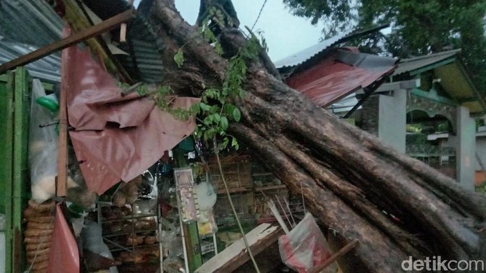 pohon tumbang di surabaya