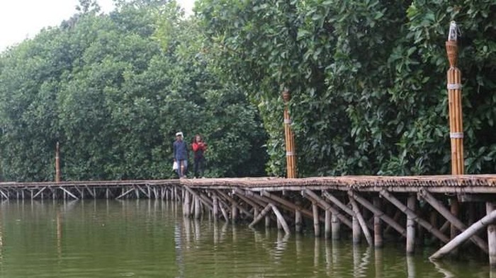 Hutan Mangrove Semarang