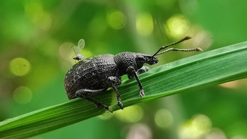 Jawara kategori Macro & Details  dimenangi oleh Jaroslaw Bryla. Dipotret menggunakan Huawei Mate Foto: Mobile Photography Awards