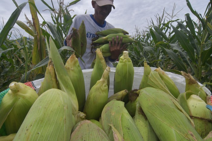 Petani mengemas jagung manis ke dalam karung usai dipetik pada kebun mereka di Kabupaten Sigi, Sulawesi Tengah, Sabtu (22/2/2020). Sebagian petani di Kabupaten Sigi mulai memanen tanaman jagung mereka dan menjadi panen perdana pada tahun ini. Jagung tersebut selanjutnya dijual ke Kota Palu dengan harga Rp200 ribu perkarung. ANTARA FOTO/Mohamad Hamzah/hp.