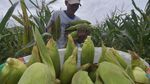 Musim Panen Jagung yang Melimpah di Sigi