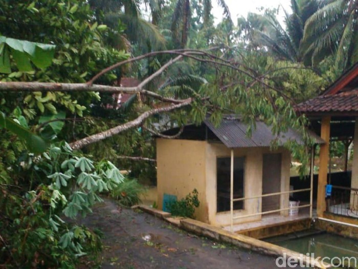 Hujan angin landa ciamis, pohon tumbang