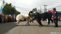 Sedangkan dari Garut menampilkan kesenian Raja Dogar dan Badogar. Kesenian ini mirip seperti ketangkasan adu domba. Namun pemerannya orang yang menggunakan kostum domba, kemudian saling beradu yang dipimpin seorang wasit, layaknya adu domba. 