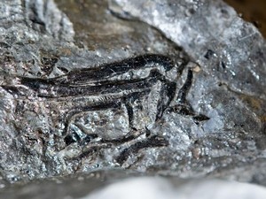 Fosil Dinosaurus Mungil nan Sensasional Ditemukan di Jerman