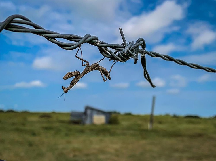 Mobile Photography Awards