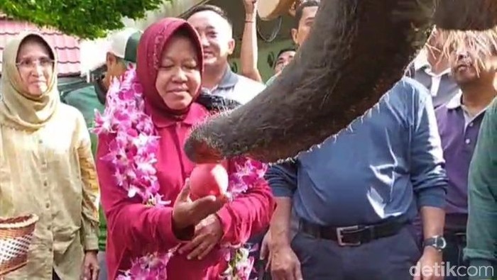 Wali kota risma