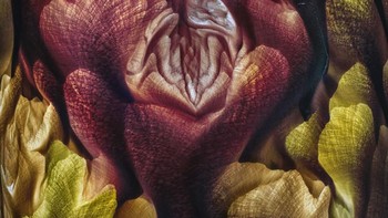 Ignacio Palacios dari Australia membawa pulang gelar Abstract Aerial Award. Pemandangan Taman Nasional Lençóis Maranhenses di Brazil menjadi objek fotonya. Foto: Ignacio Palacios/International Landscape Photographer of the Year