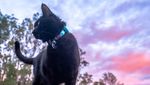 Pria Berhenti Kerja dan Pilih Traveling Bareng Kucing