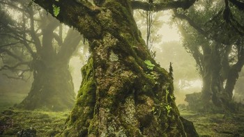 Anke Butawitsch dari Jerman memenangkan kategori Lone Tree Award. Pohon yang dipenuhi lumut ini dijepret Butawitsch di Madeira, Portugal. Foto: Anke Butawitsch/International Landscape Photographer of the Year