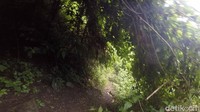 Untuk mencapainya, traveler harus melewati jalan licin dan curam. Tidak jarang harus menerobos semak belukar kawasan hutan lindung (Abdy Febriady/detikcom)