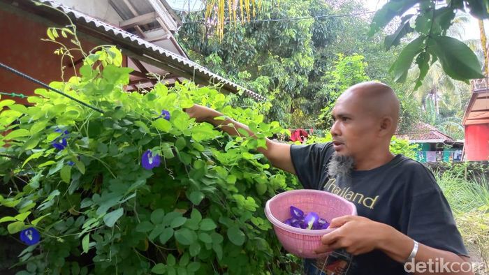 Budidaya Teh Ungu Budidaya Teh Ungu