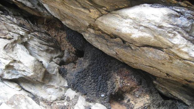 Sampel dari City of Rocks National Reserve, south-central Idaho.