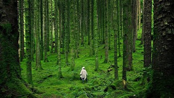 Kelainan Tumbuh Kembang Tanaman: Caleb Schraf, ahli astronomi, menjelaskan bahwa batang tanaman tumbuh berlawanan dengan gaya gravitasi, atau biasa disebut gravitropisme negatif, maka akan terdapat sebuah hutan berisi pohon-pohon yang tumbuh dengan sudut kemiringan sangat tajam saat posisinya semakin menjauhi titik tengah bidang datar, karena gaya gravitasi menariknya ke arah bawah dan juga pusat Bumi. (Foto: nationalgeographic)