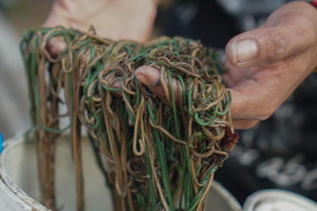 Tradisi Bau Nyale, Ratusan Orang Turun Ke Laut Cari Cacing yang Lezat