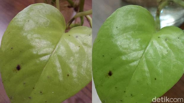 Hasil kamera makro (kiri) dan kamera 64 MP