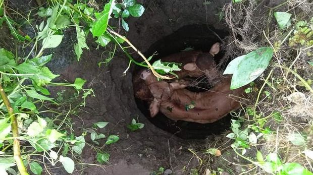 2 Anak Sapi Nakal Kabur dari Kandangf
