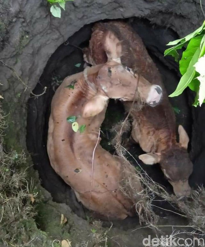 anak sapi masuk sumur