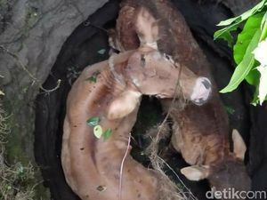 2 Anak Sapi Ini Nakal, Kabur dari Kandang Akhirnya Tercebur Sumur