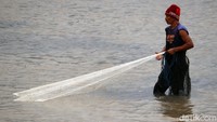 Para penjala ikan itu pun berpencar ke sejumlah bagian guna memburu berbagai ikan di area persawahan tersebut.