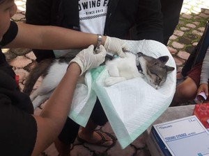 Digendong-Ditunggangi, Ini Cara Kebiri Kucing dan Anjing di Denpasar