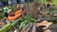Petugas dari Pemprov DKI Jakarta sedan memotong-motong batang pohon. Batang pohon itu diangkut menggunakan truk setelah dipotong.