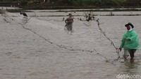 Menariknya, para penjala yang mencari ikan di area persawahan yang banjir itu berasal dari luar Kecamatan Bojongsoang dan biasanya datang berkelompok.