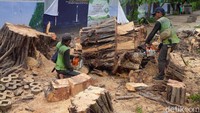 Menurut saksi di lokasi, Ade Rahmawati, pohon itu roboh sekitar pukul 14.00 WIB. Di lokasi kejadian, tidak terjadi hujan besar disertai angin.