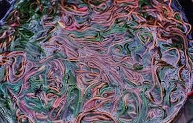 Tradisi Bau Nyale, Ratusan Orang Turun Ke Laut Cari Cacing yang Lezat