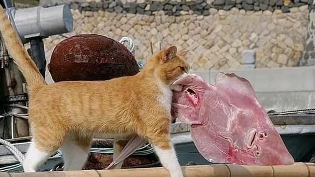 Gemes Banget! Penguin hingga Kucing Ini Suka Beli Makanan Sendiri
